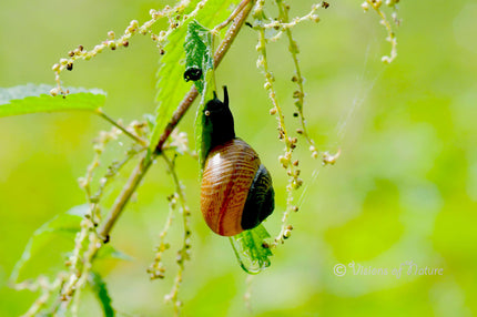 Downloadbare natuurfoto van een barnsteenslak