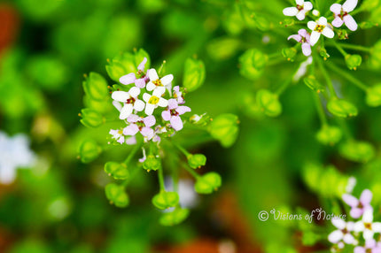 Downloadbare natuurfoto van een zeldzame bittere scheefbloem met hoge resolutie