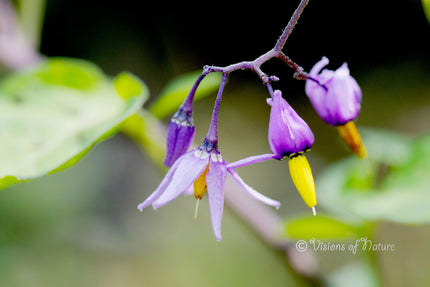 Downloadbare natuurfoto van een bloem van het bitterzoet met hoge frequentie