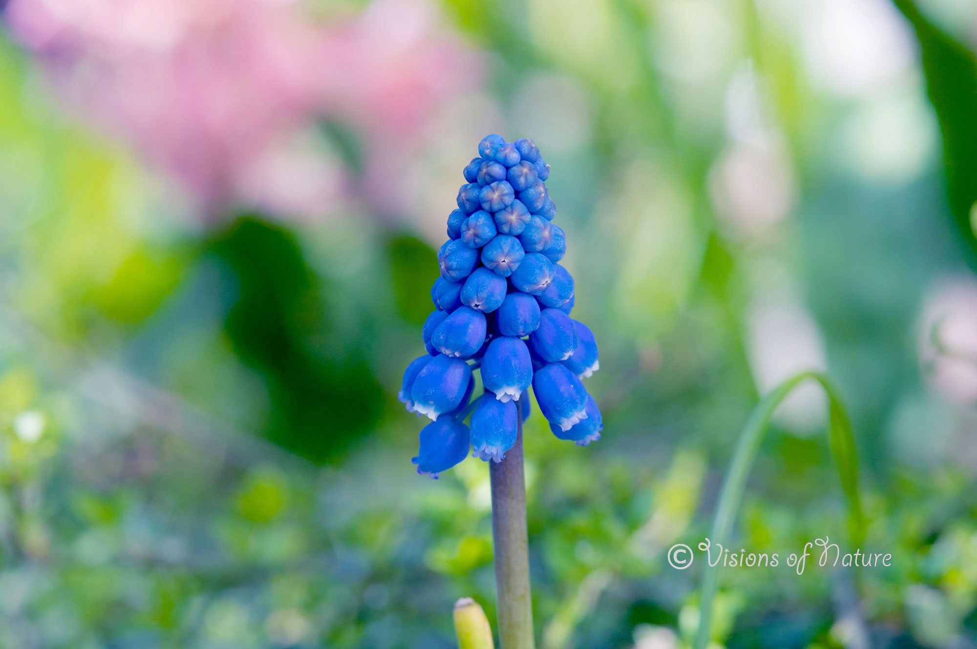 Downloadbare natuurfoto van een blauwe druifjes bloem met hoge resolutie