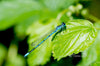 Downloadbare macrofoto van een blauwe juffer op groen blad met hoge resolutie