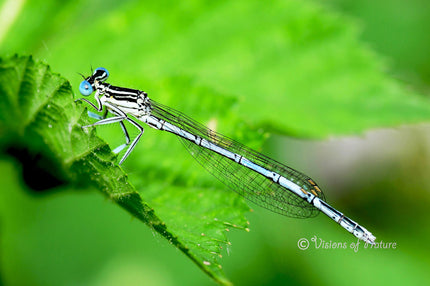 Downloadbare macrofoto van een blauwe juffer man met hoge resolutie