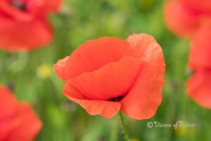 Downloadbare natuurfoto van rode klaprozen met hoge resolutie