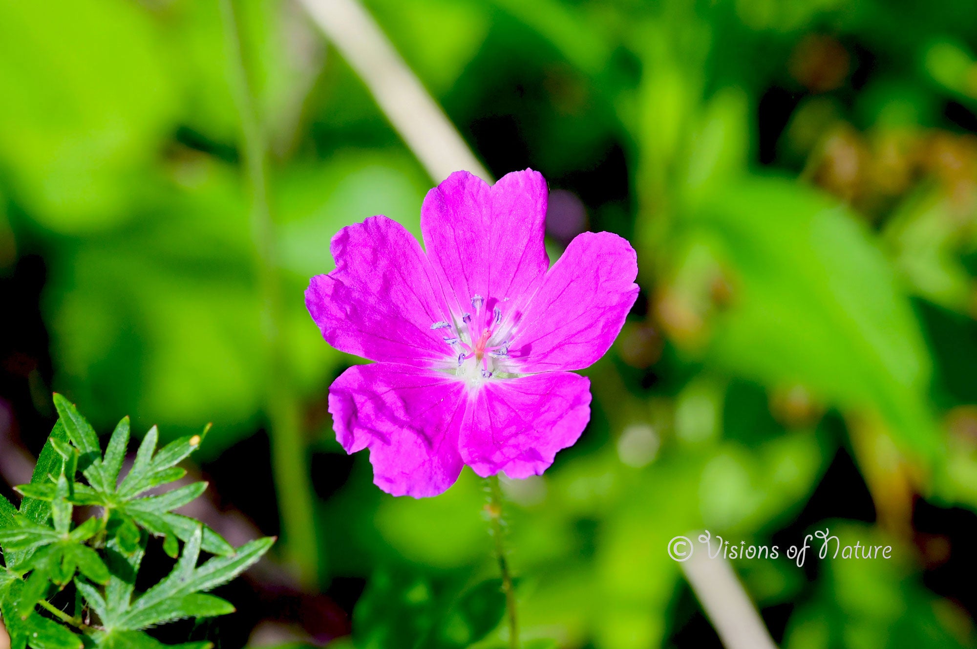 Downloadbare natuurfoto van een roze bloedooievaarsbek bloem met hoge resolutie