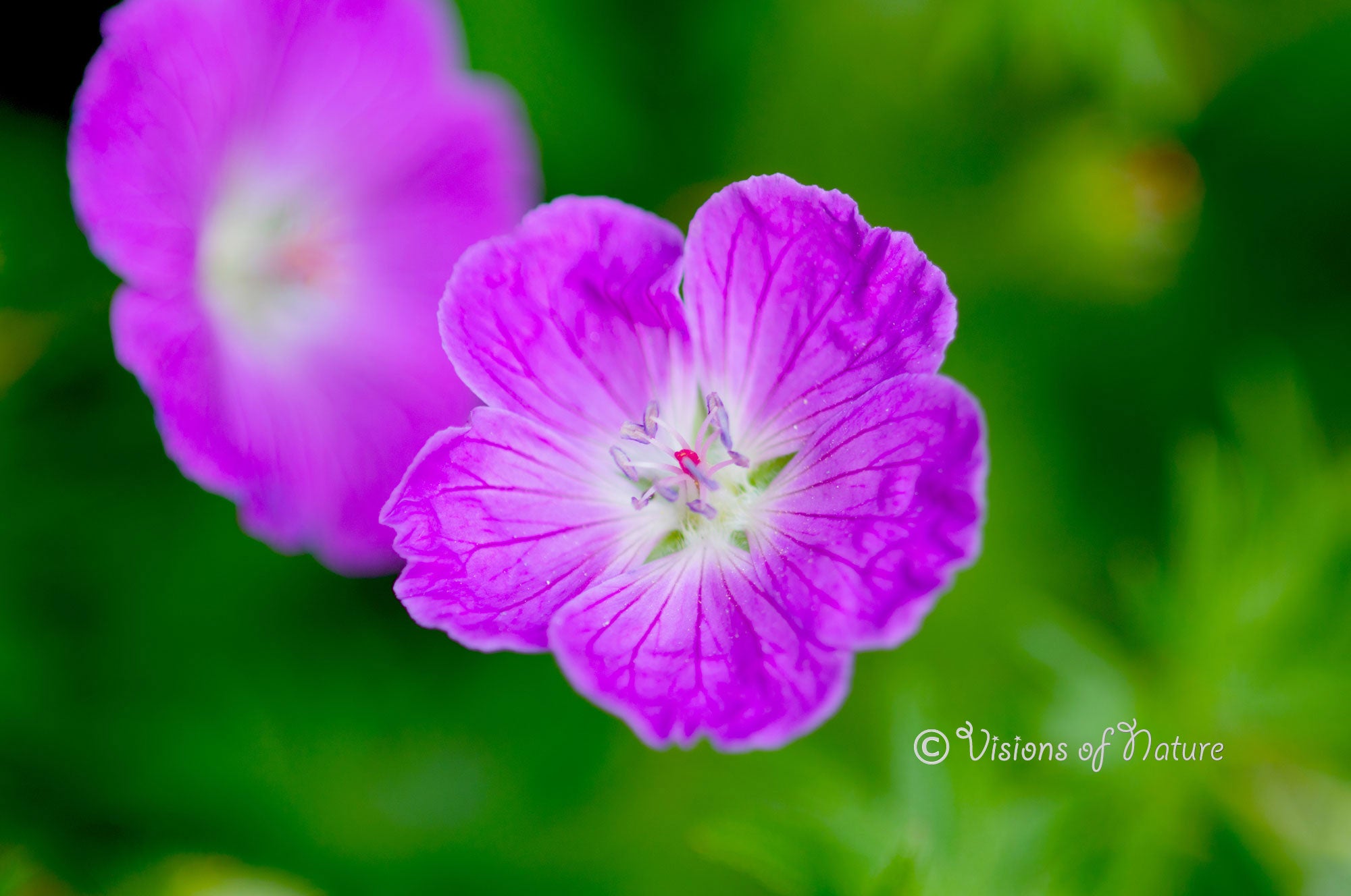 Downloadbare natuurfoto van een roze bloedooievaarsbek bloem met hoge resolutie