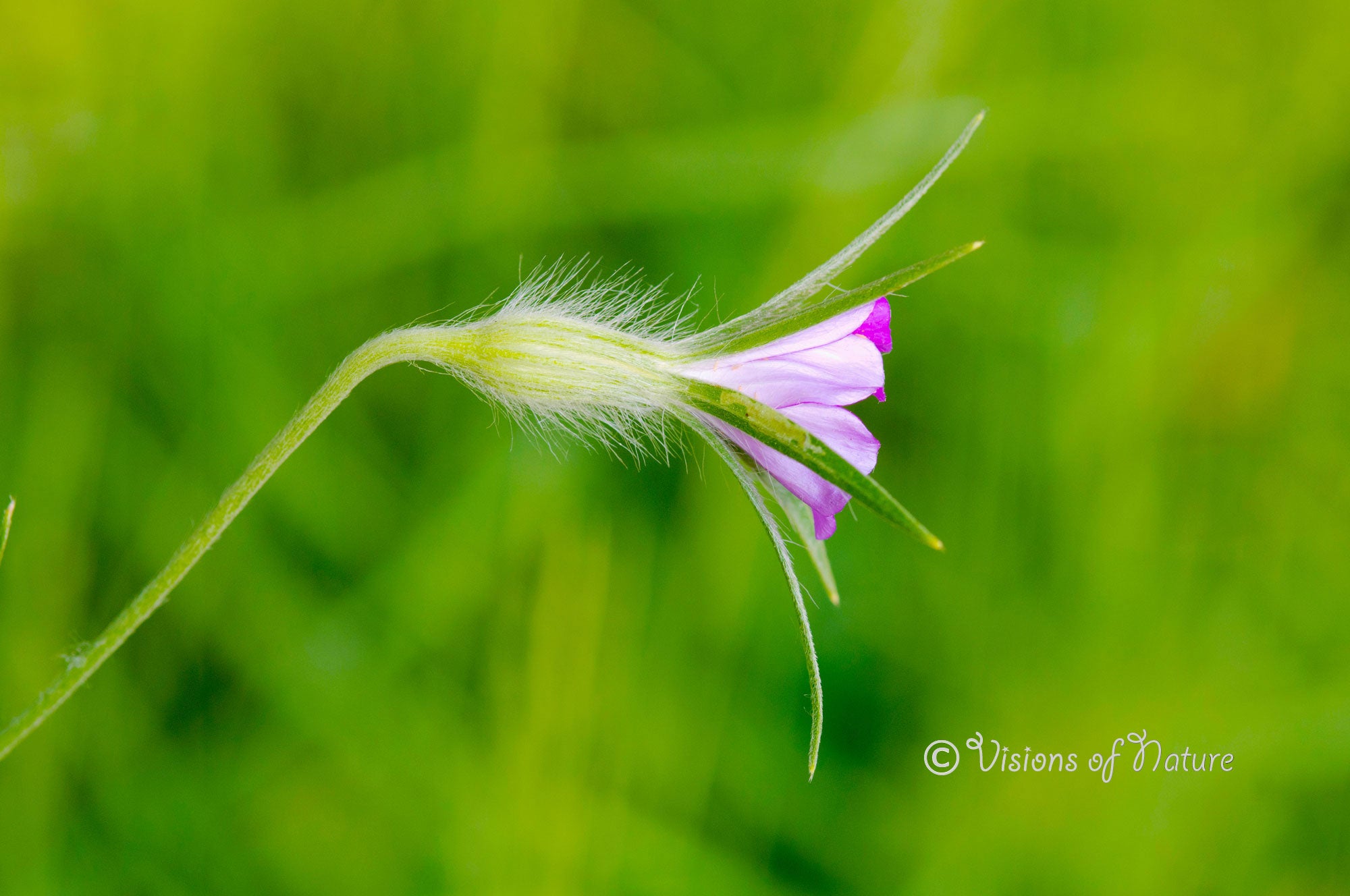 Downloadbare macrofoto van een roze bloem van een bolderik met hoge resolutie