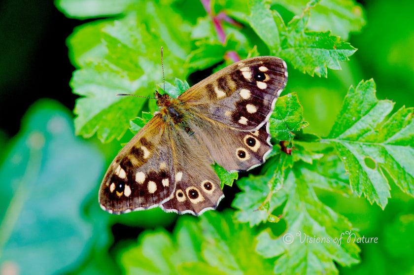 Downloadbare macrofoto van een bruine vlinder op groen blad met hoge resolutie