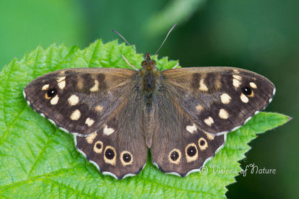 Downloadbare natuurfoto van een bont zandoogje op een blad met hoge resolutie