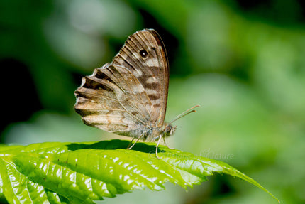 Downloadbare natuurfoto van een bont zandoogje vlinder met hoge resolutie