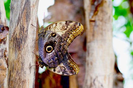 Downloadbare macrofoto van twee parende bruine tropische vlinders met hoge resolutie