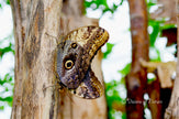 Downloadbare natuurfoto van twee parende bruine tropische vlinders met hoge resolutie