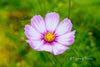 Downloadbare macrofoto van een violet met wit gekleurde cosmea bloem met hoge resolutie