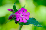 Downloadbare natuurfoto van een roze dagkoekoeksbloem met hoge resolutie