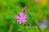 Downloadbare natuurfoto van een roze dagkoekoeksbloem met hoge resolutie