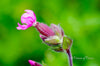 Downloadbare natuurfoto van een roze dagkoekoeksbloem met hoge resolutie