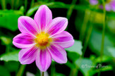 Downloadbare macrofoto van een roze dahlia met hoge resolutie