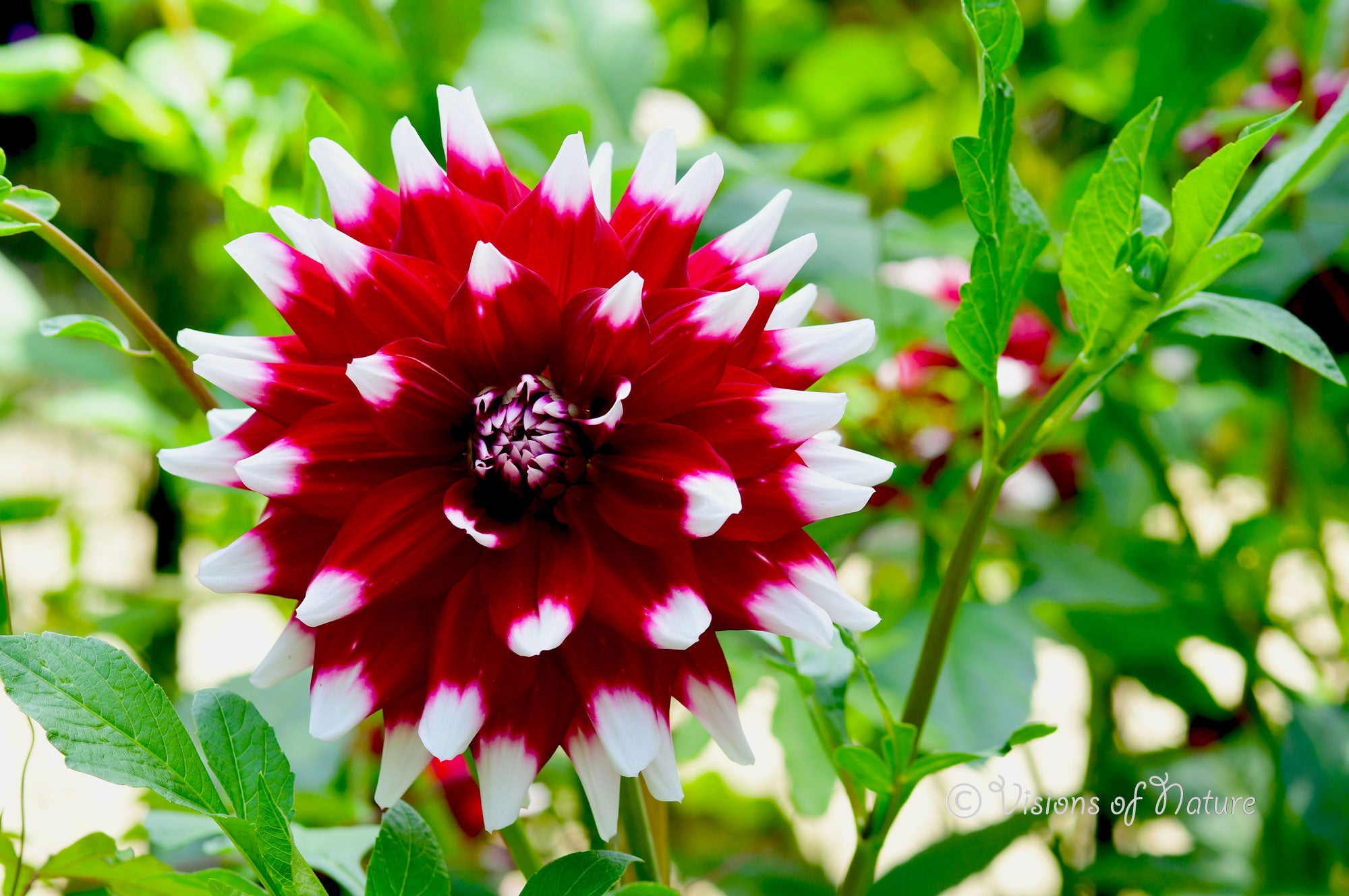 Downloadbare natuurfoto met een rood met witte dahlia bloem met hoge resolutie