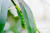 Downloadbare macrofoto van een groene rups met blauwe accenten met hoge resolutie