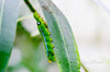 Downloadbare macrofoto van een groene rups met blauwe accenten met hoge resolutie