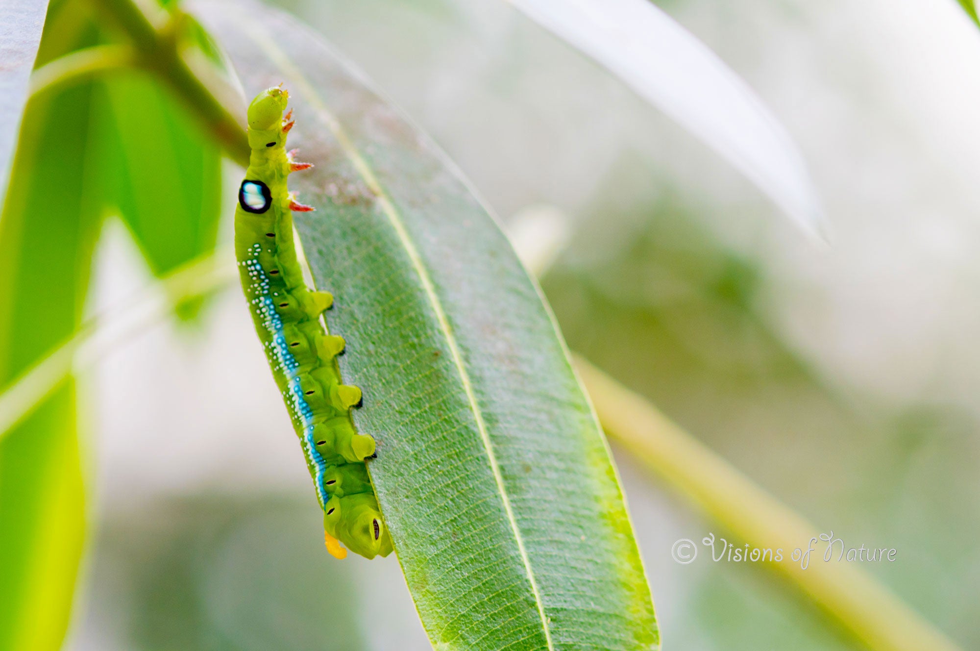 Downloadbare macrofoto van de rups van een oleanderpijlstaartvlinder met hoge resolutie