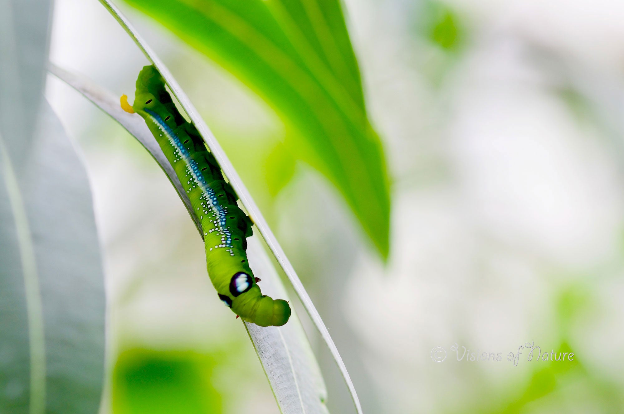 Downloadbare macrofoto van een groene rups met hoge resolutie