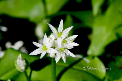 Downloadbare natuurfoto van witte daslookbloemen met hoge resolutie