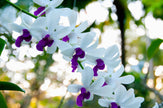 Downloadbare natuurfoto van een dendrobium nobile orchidee met hoge resolutie