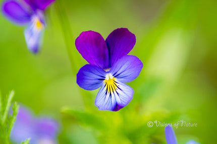 Downloadbare natuurfoto van een paars viooltje met hoge resolutie