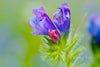 Downloadbare natuurfoto van een paarse echium bloem met hoge resolutie