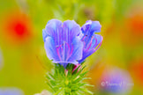 Downloadbare paarse echium bloem met hoge resolutie