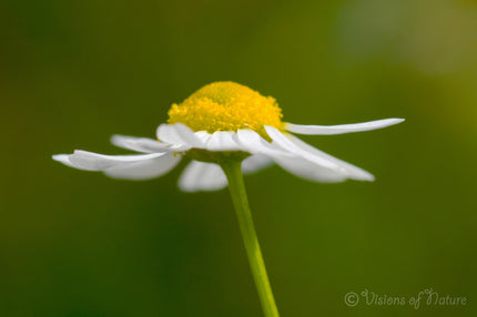 Downloadbare natuurfoto van een kamille bloem met hoge resolutie