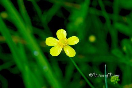 Downloadbare macrofoto van een gele egelboterbloem met hoge resolutie