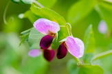 Downloadbare natuurfoto van de roze bloem van een doperwt met hoge resolutie