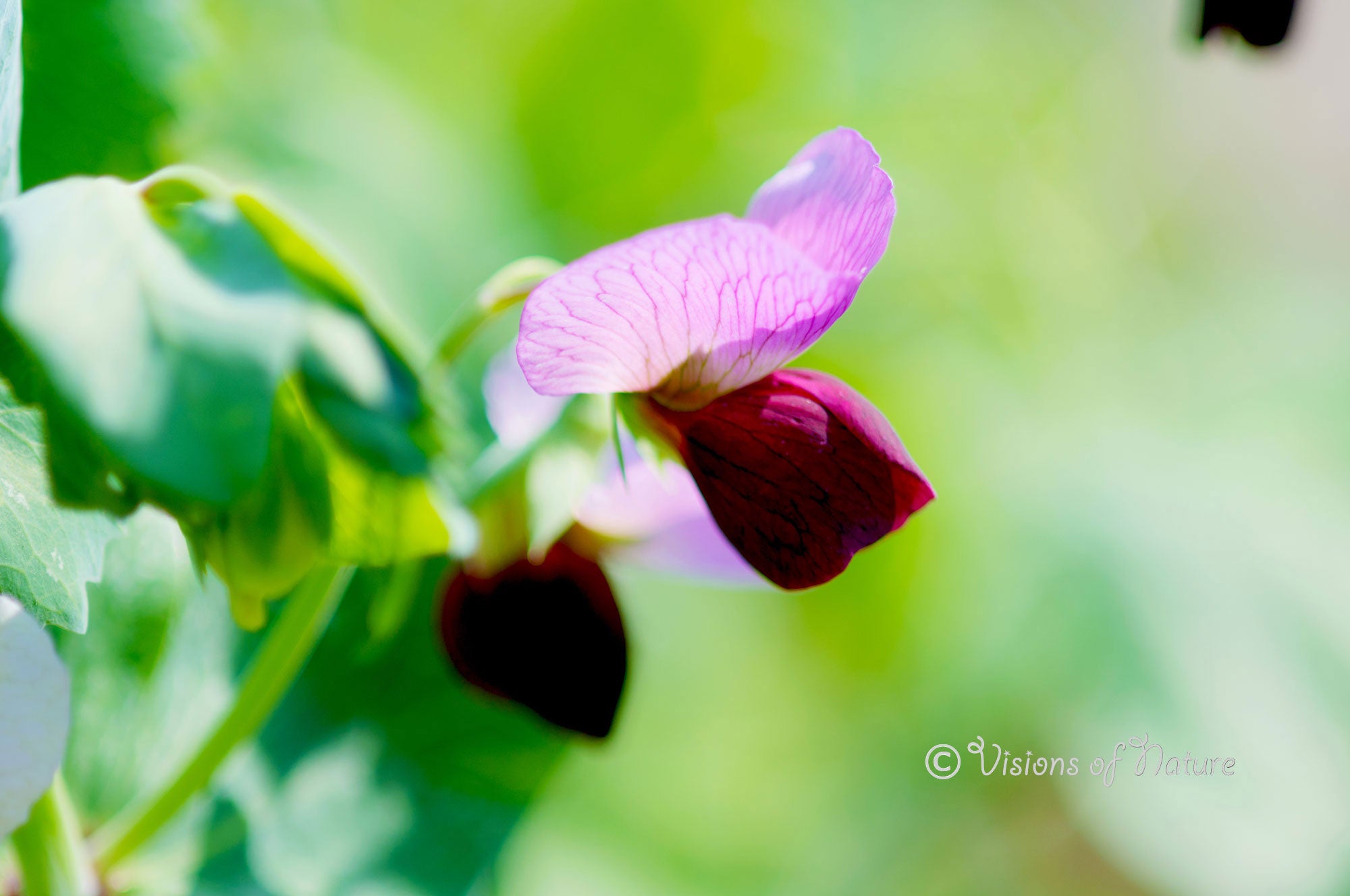 Downloadbare macrofoto van de roze bloem van de doperwt met hoge resolutie