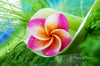 Downloadbare macrofoto van een roze frangipani bloem met hoge resolutie