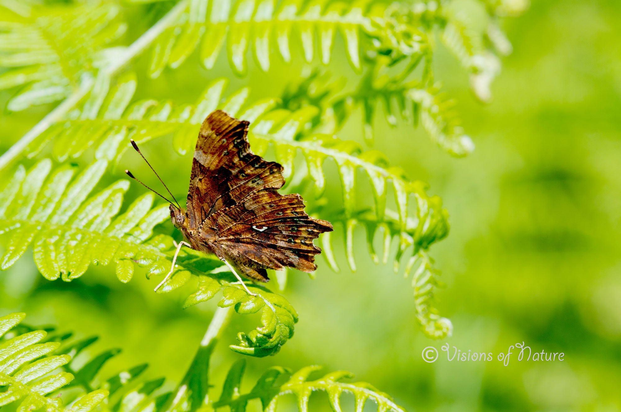 Downloadbare natuurfoto van een gehakkelde aurelia vlinder met hoge resolutie