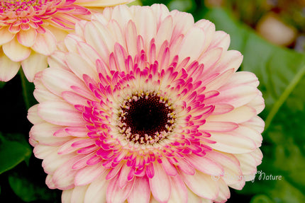 Downloadbare macrofoto van een roze gerbera bloem met hoge resolutie