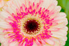 Downloadbare macrofoto van een roze gerbera bloem met hoge resolutie