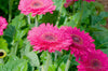 Downloadbare natuurfoto van magentakleurige gerbera bloemen in hoge resolutie