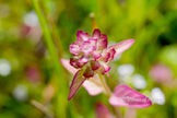 Downloadbare natuurfoto van de gewone  brunel bloem met hoge resolutie