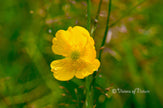 Downloadbare natuurfoto van een gewone gele dotterbloem met hoge resolutie