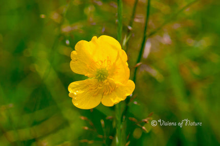 Downloadbare natuurfoto van een gewone gele dotterbloem met hoge resolutie