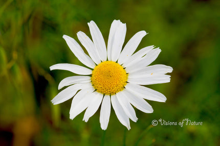 Downloadbare natuurfoto van een witte margriet bloem met hoge resolutie