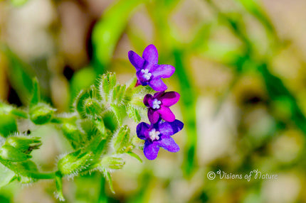 Downloadbare natuurfoto van de paarse bloemetjes van de gewone ossentong met hoge resolutie