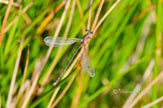 Downloadbare natuurfoto van een gewone pantserjuffer met hoge resolutie