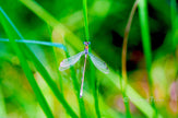 Prachtige juffer op groen blad