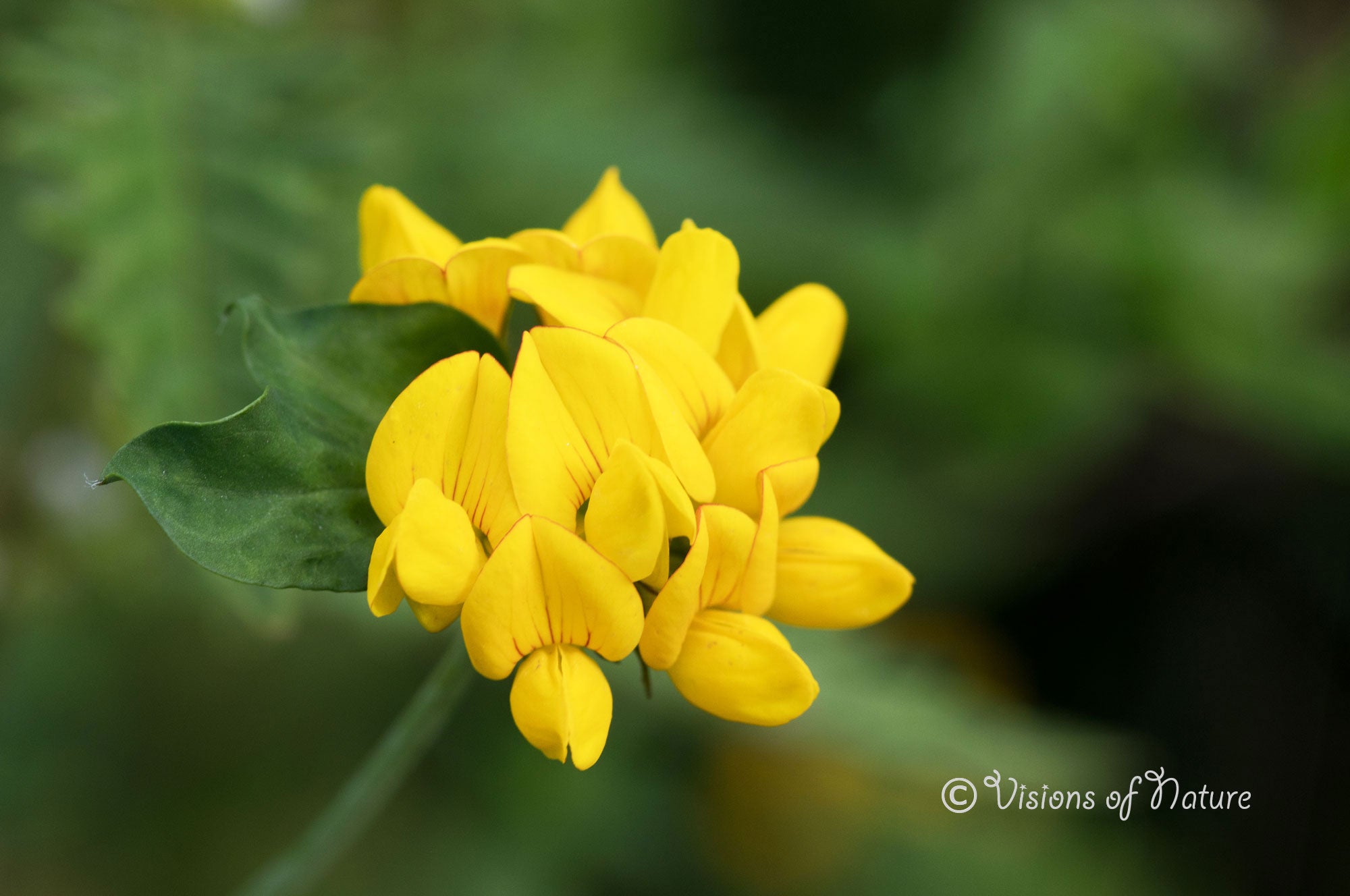 Downloadbare natuurfoto van de gele bloem van de gewone rolklaver met hoge resolutie