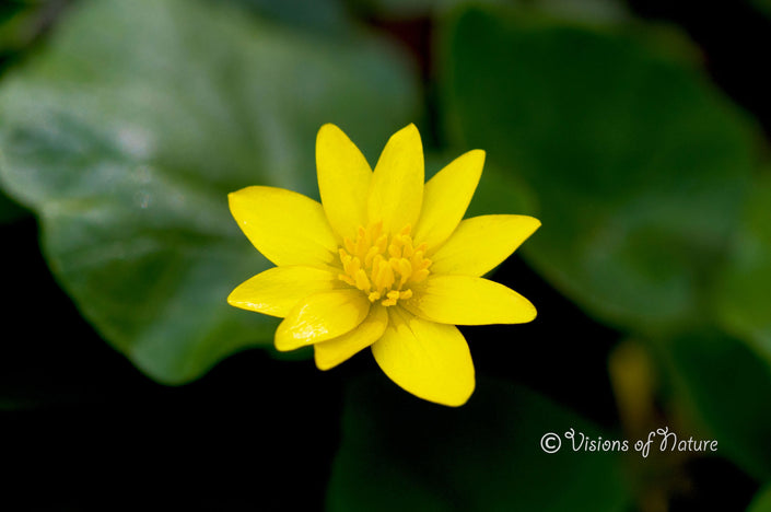 Downloadbare natuurfoto van een gele bloem van het gewoon speenkruid met hoge resolutie