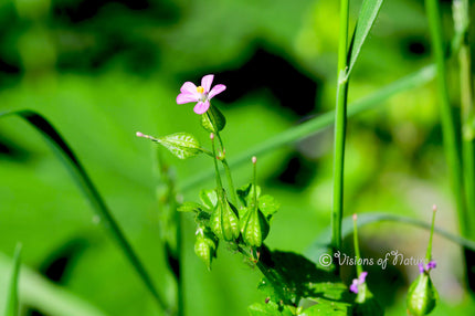 Downloadbare natuurfoto van een roze bloem van de glanzige ooivaarsbek met hoge resolutie