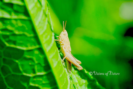 Downloadbare natuurfoto van een gouden sprinkhaan met hoge resolutie